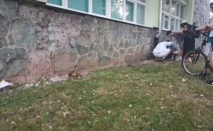 Radiosarajevo.ba / Građani spašavali patke